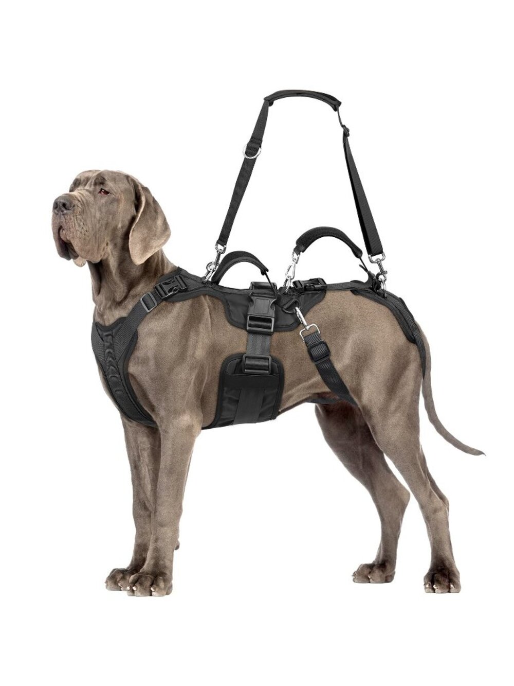 ChalkLit Dog Lift Harness (L, Black)